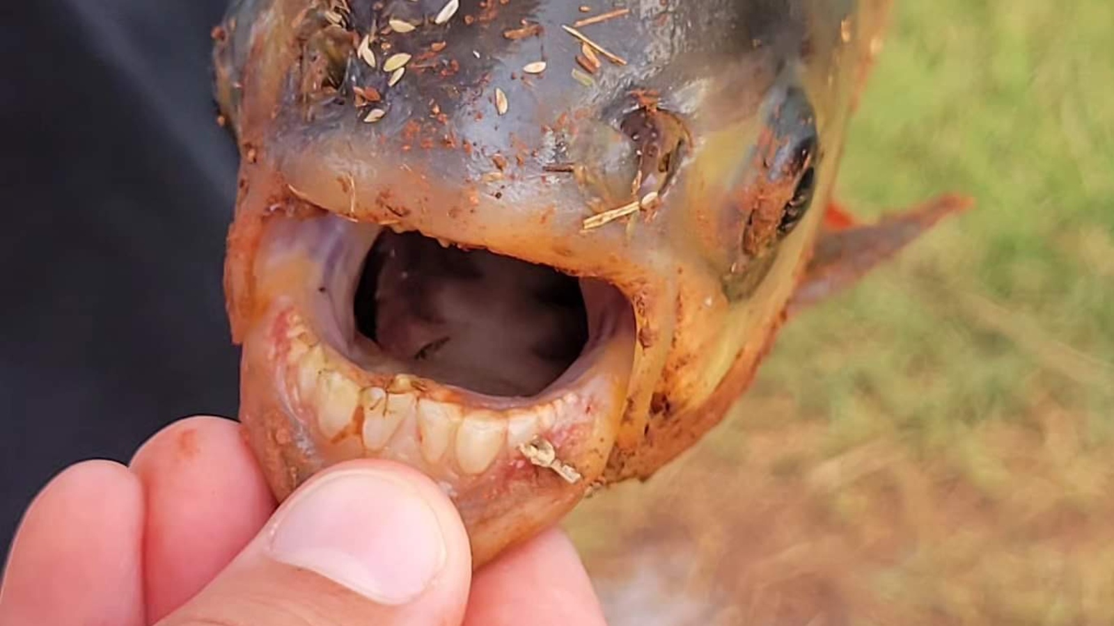 Tembakan close-up gigi ikan