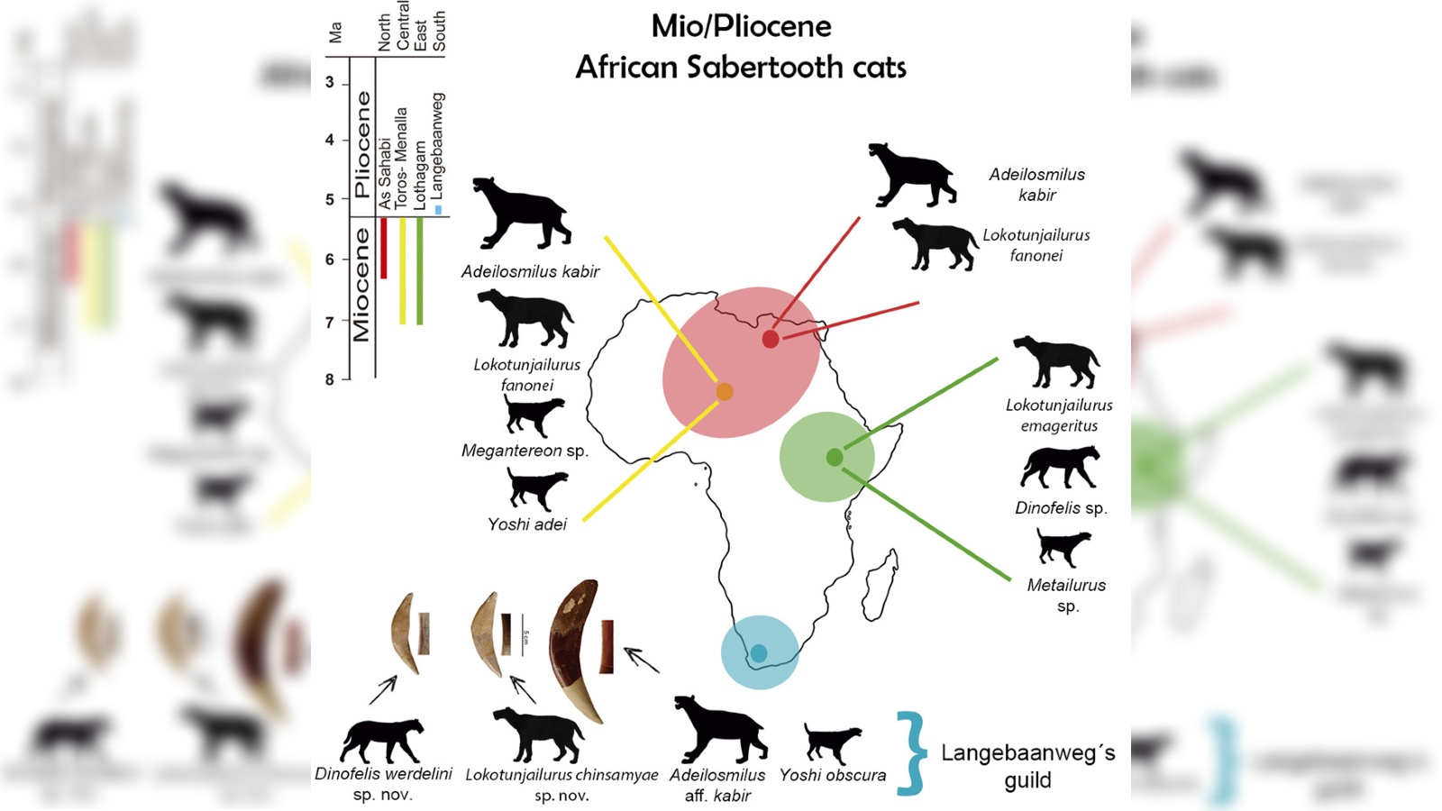 Diagram yang menunjukkan di mana berbagai spesies kucing bertaring tajam berada di Afrika