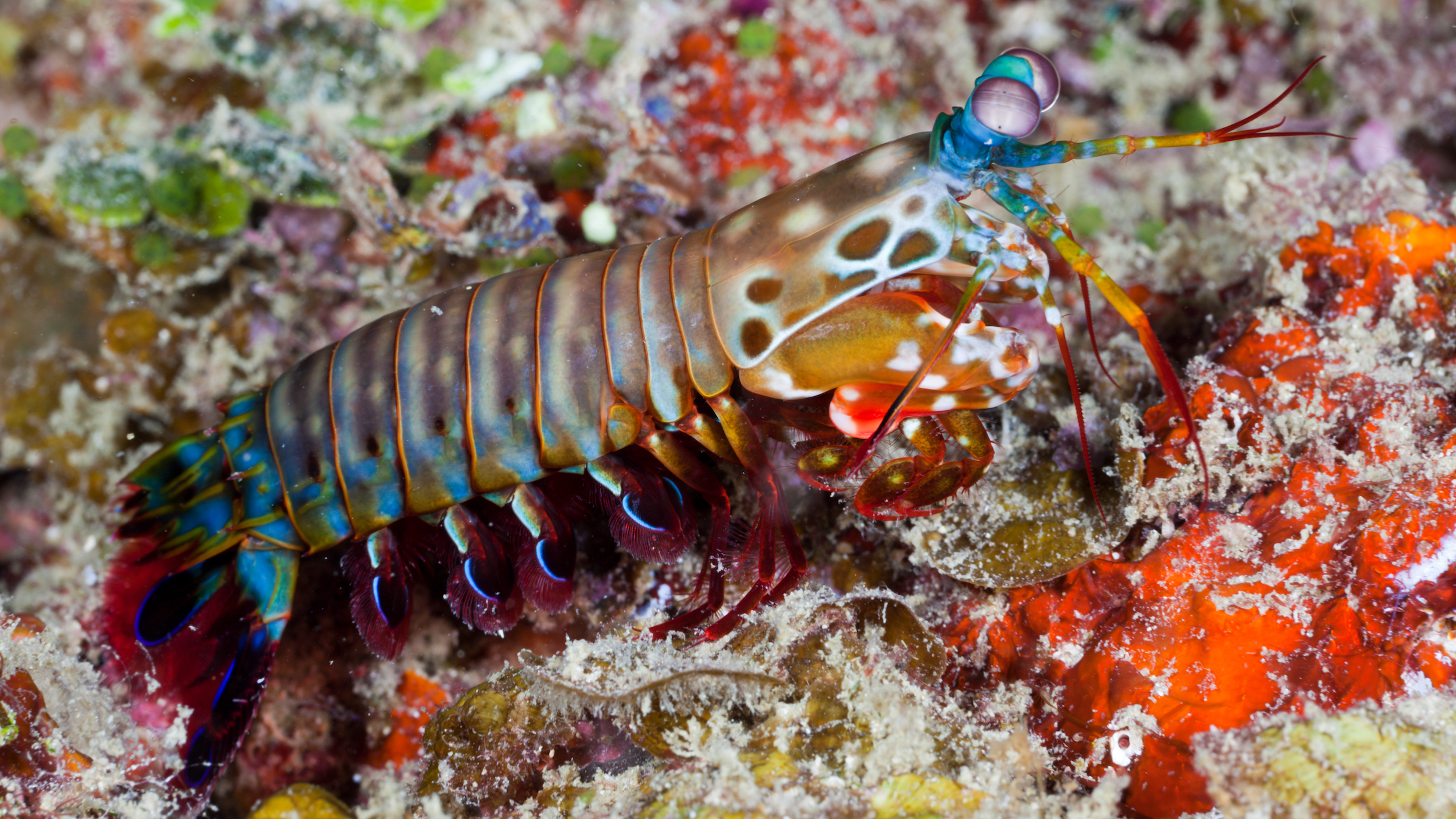 Kita melihat udang mantis beraneka warna (coklat, hijau, biru, ungu, kuning) berjalan di dasar laut Indonesia yang berwarna-warni.