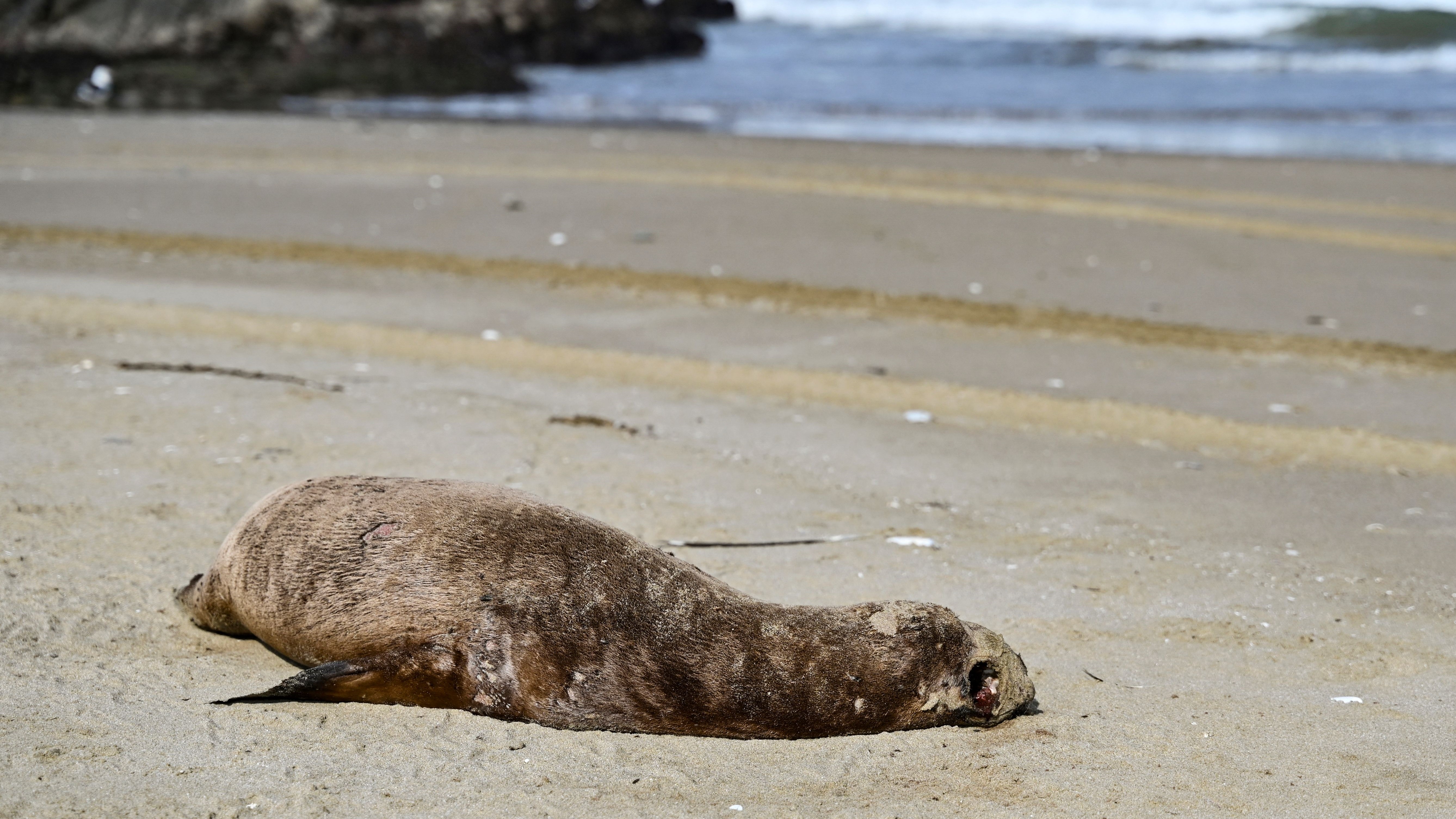 Seekor singa laut yang sakit terbaring di pantai dengan latar belakang laut.