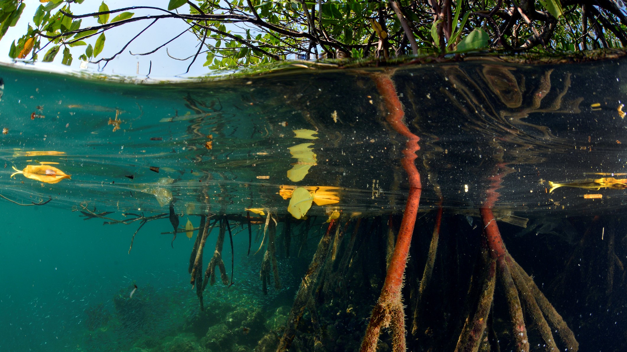 Gambar akar bakau di bawah air di lahan basah tropis.