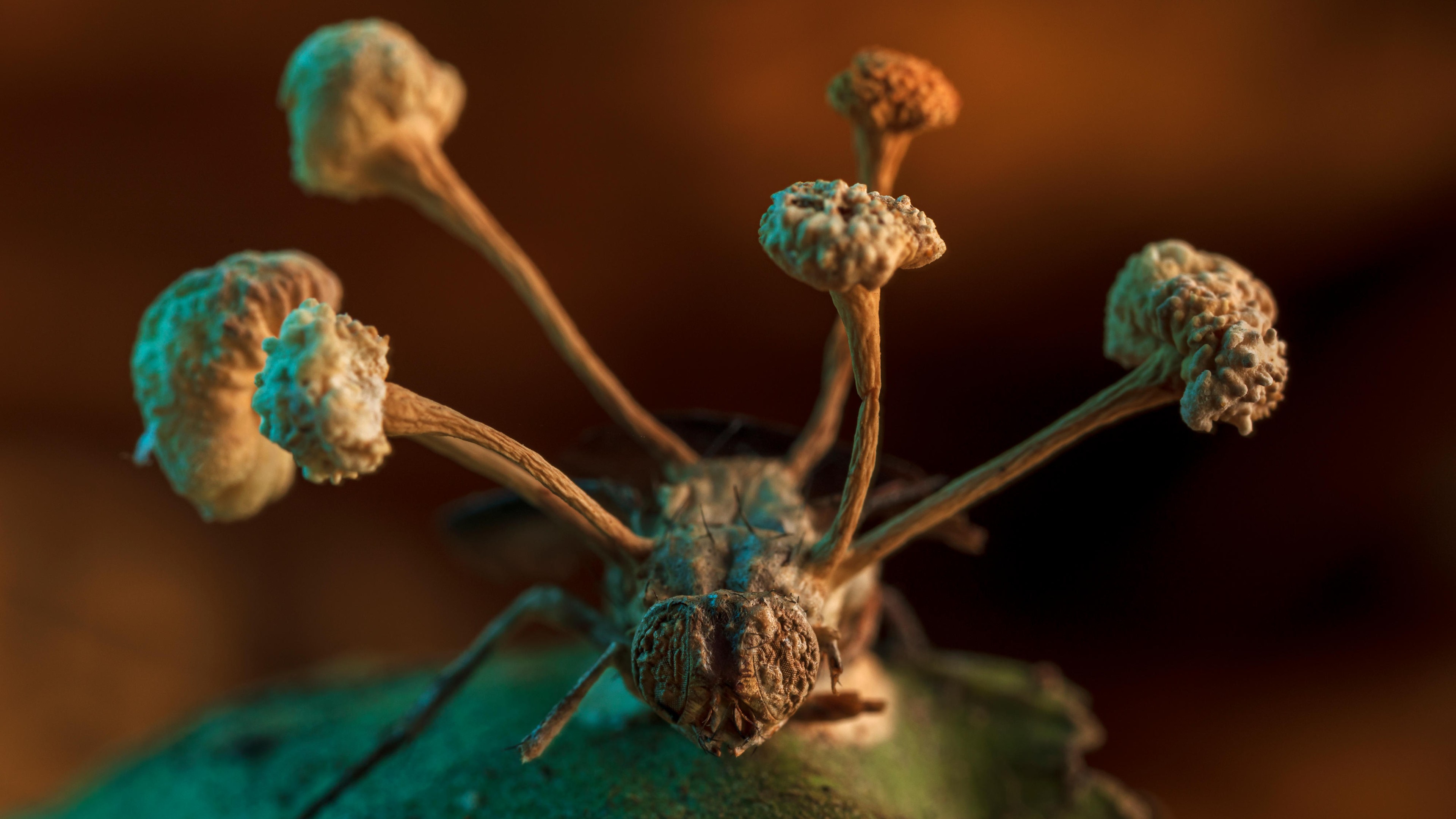 Batang dari "jamur zombi" menerobos tubuh lalat mati di Peruvian Amazon.