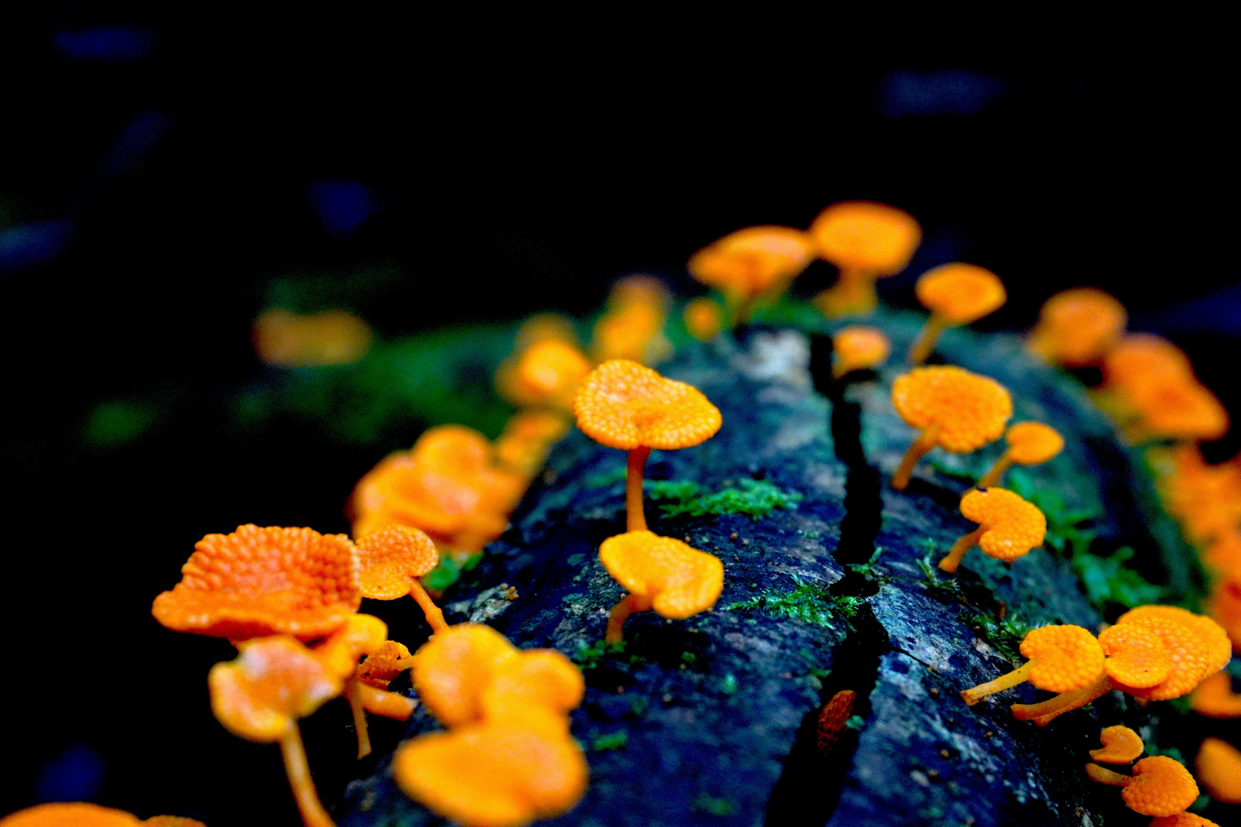 jamur pori oranye dengan spora cantik yang tumbuh di sepotong kayu mati