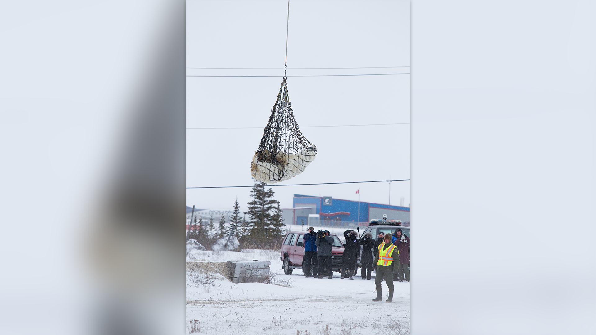 Beruang kutub yang dibius dibesarkan dengan helikopter untuk transit ke utara di Churchill, Kanada.