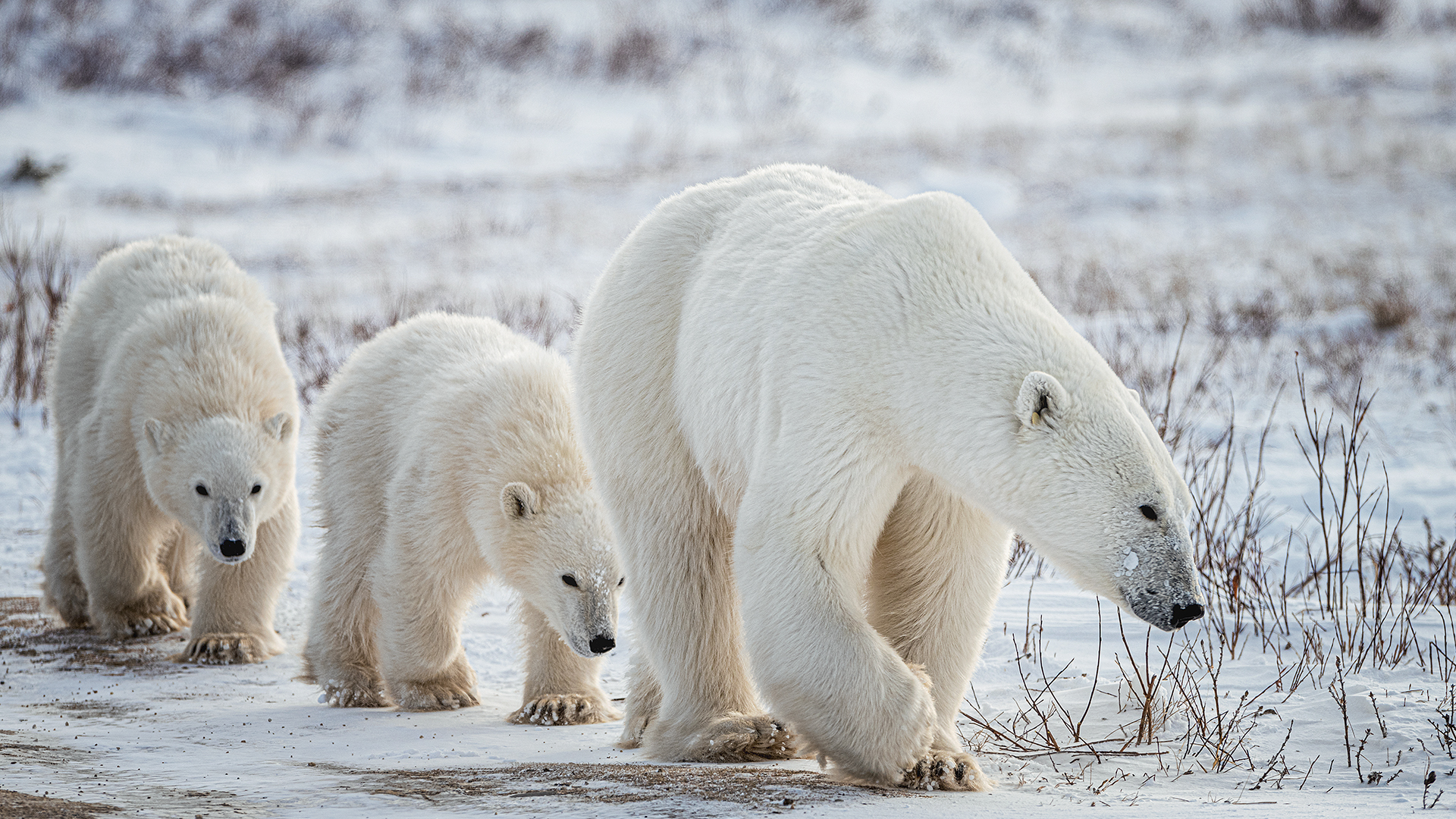 Tiga beruang kutub bergerak di dekat Churchill, Kanada.