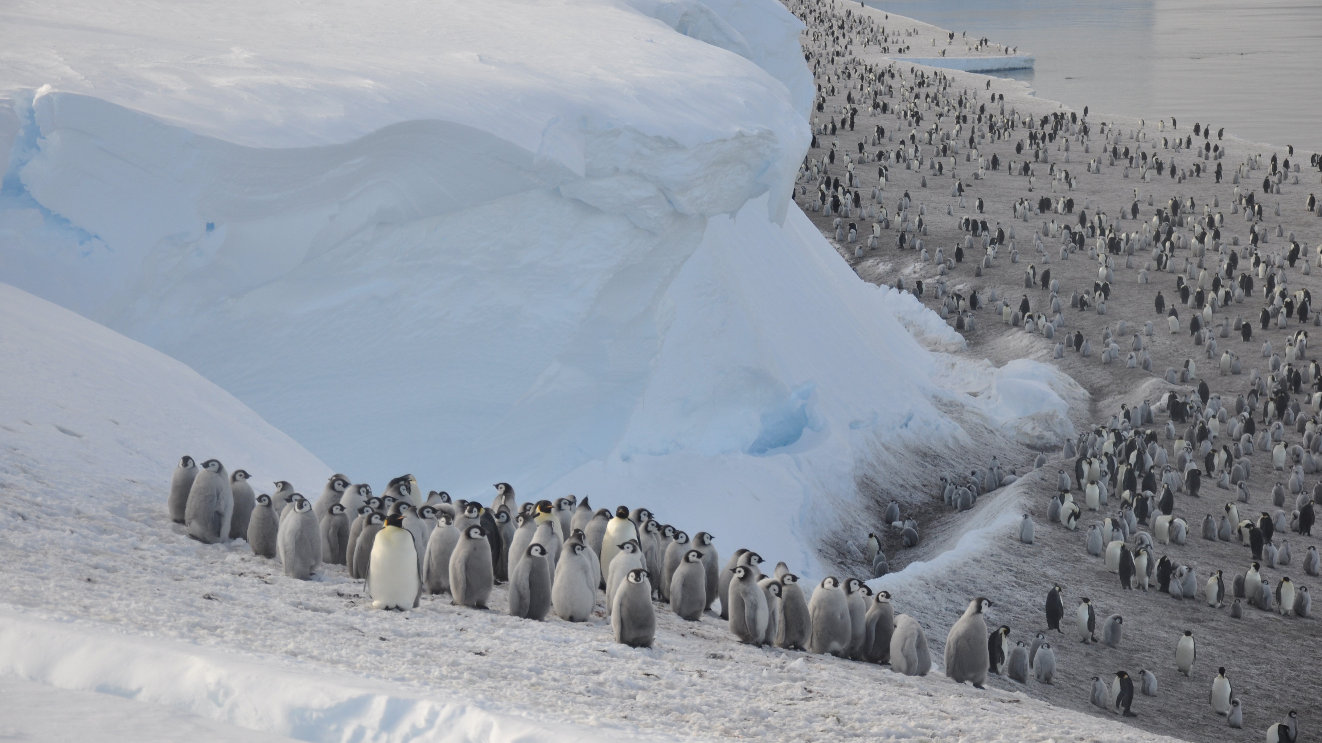 Koloni penguin kaisar di lapisan es Brunt di Antartika.