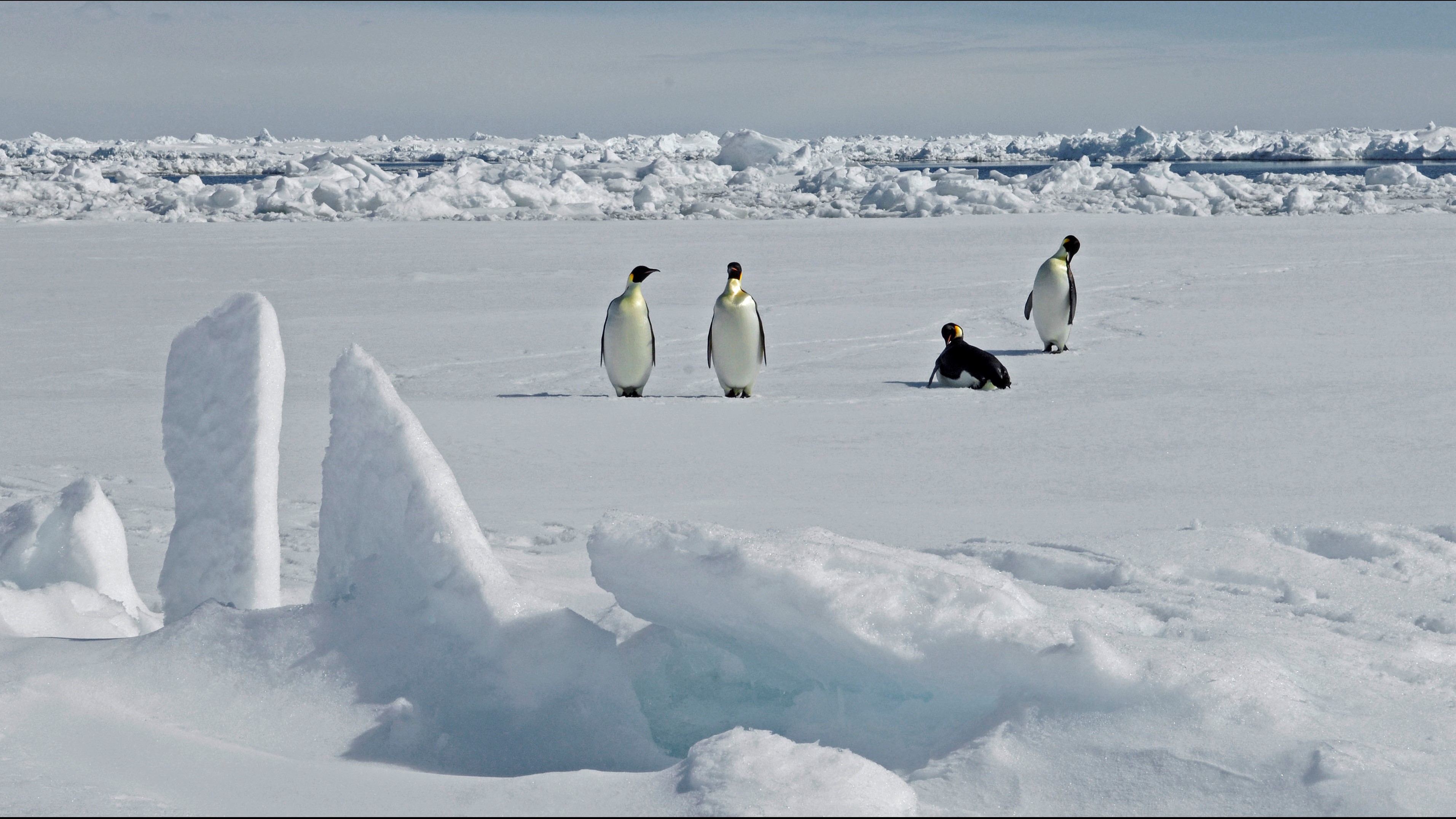 Empat penguin kaisar dewasa berjalan di atas es laut yang tertutup salju.