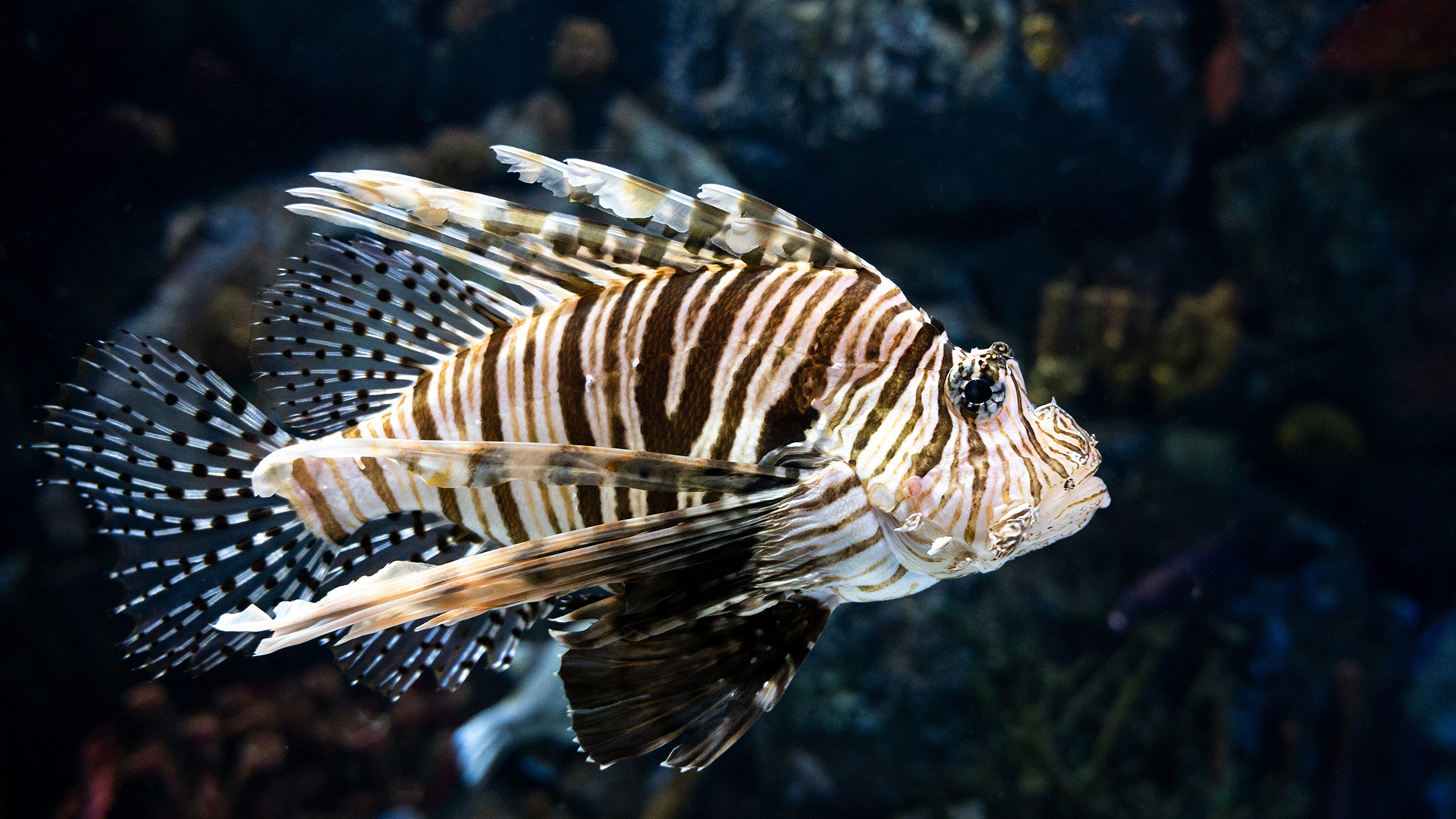 Seekor ikan singa merah berenang di bawah air di Akuarium Atlantis.