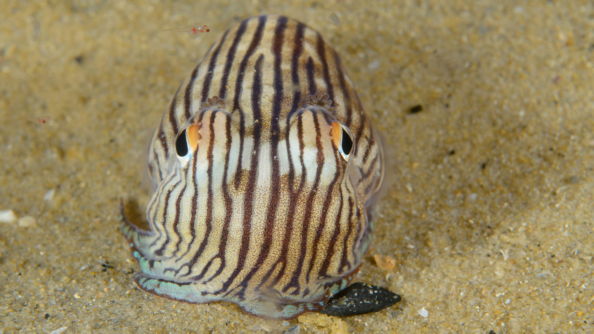 Cumi piyama bergaris di Watsons Bay, New South Wales, Australia.