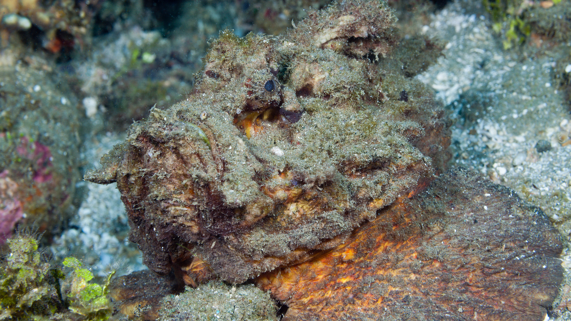 Ikan batu di Ambon, Maluku, Indonesia.