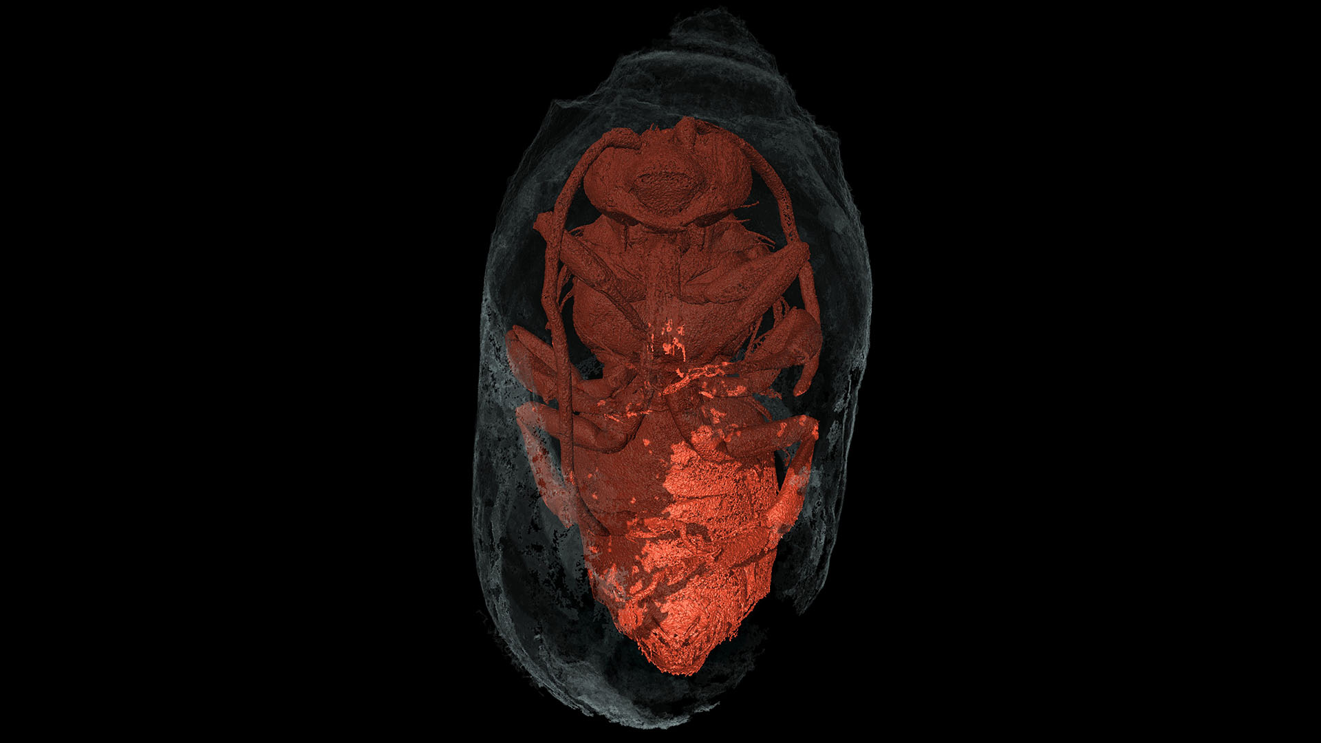 Tampilan tomografi mikro komputer sinar-X dari lebah Eucera jantan (ventral) di dalam kepompong tertutup.