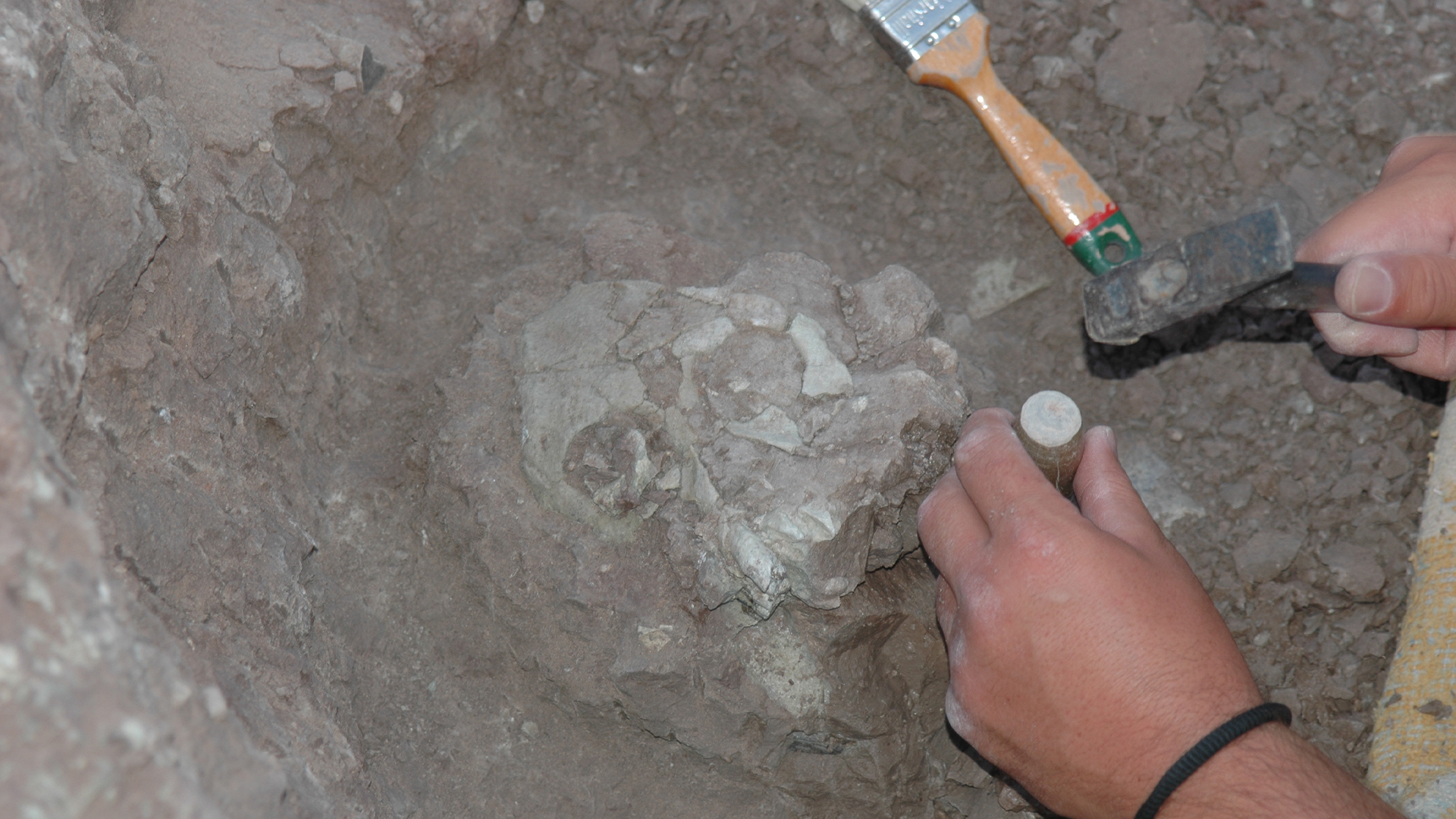 Kita melihat tangan seseorang memegang pahat untuk menggali fosil tengkorak di dalam tanah.