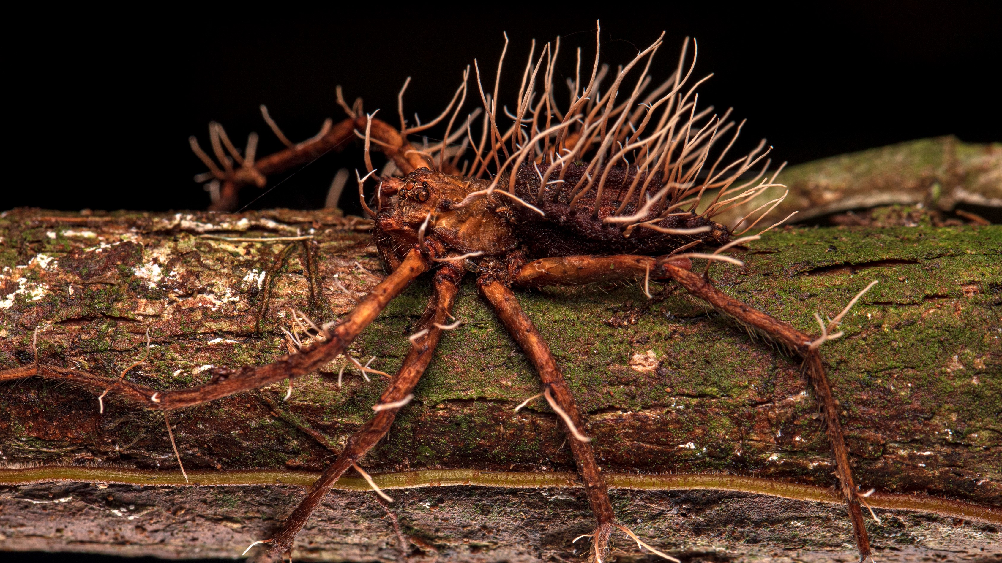 seekor laba-laba di atas sepotong kayu dengan jamur parasit menembus kepala, kaki, dan tubuhnya