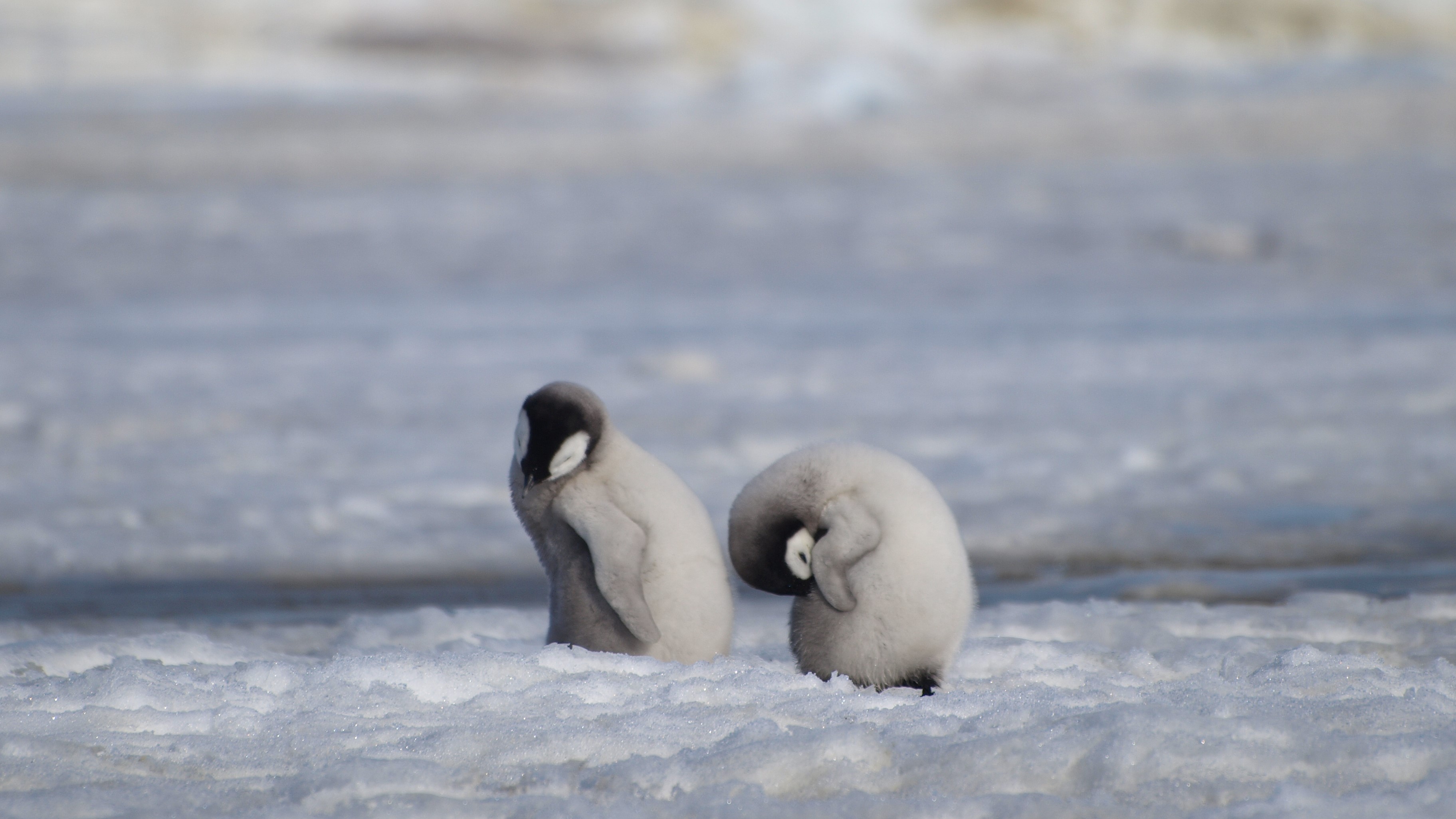 Dua anak penguin kaisar bersiap diri di dalam es yang mencair.