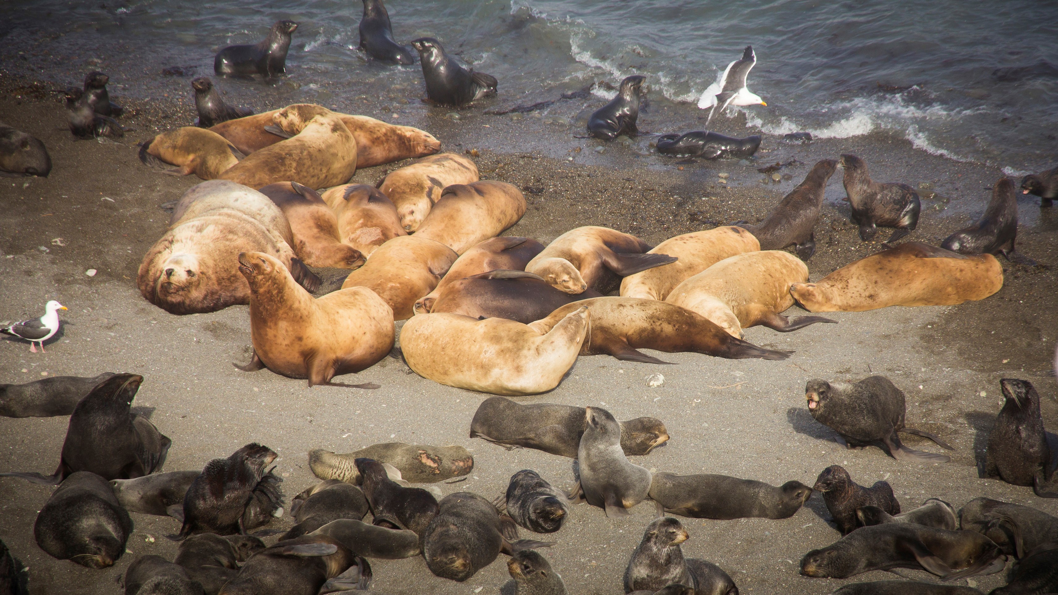 Anjing laut dewasa dan anak anjing laut tergeletak di pantai di sebuah pulau.