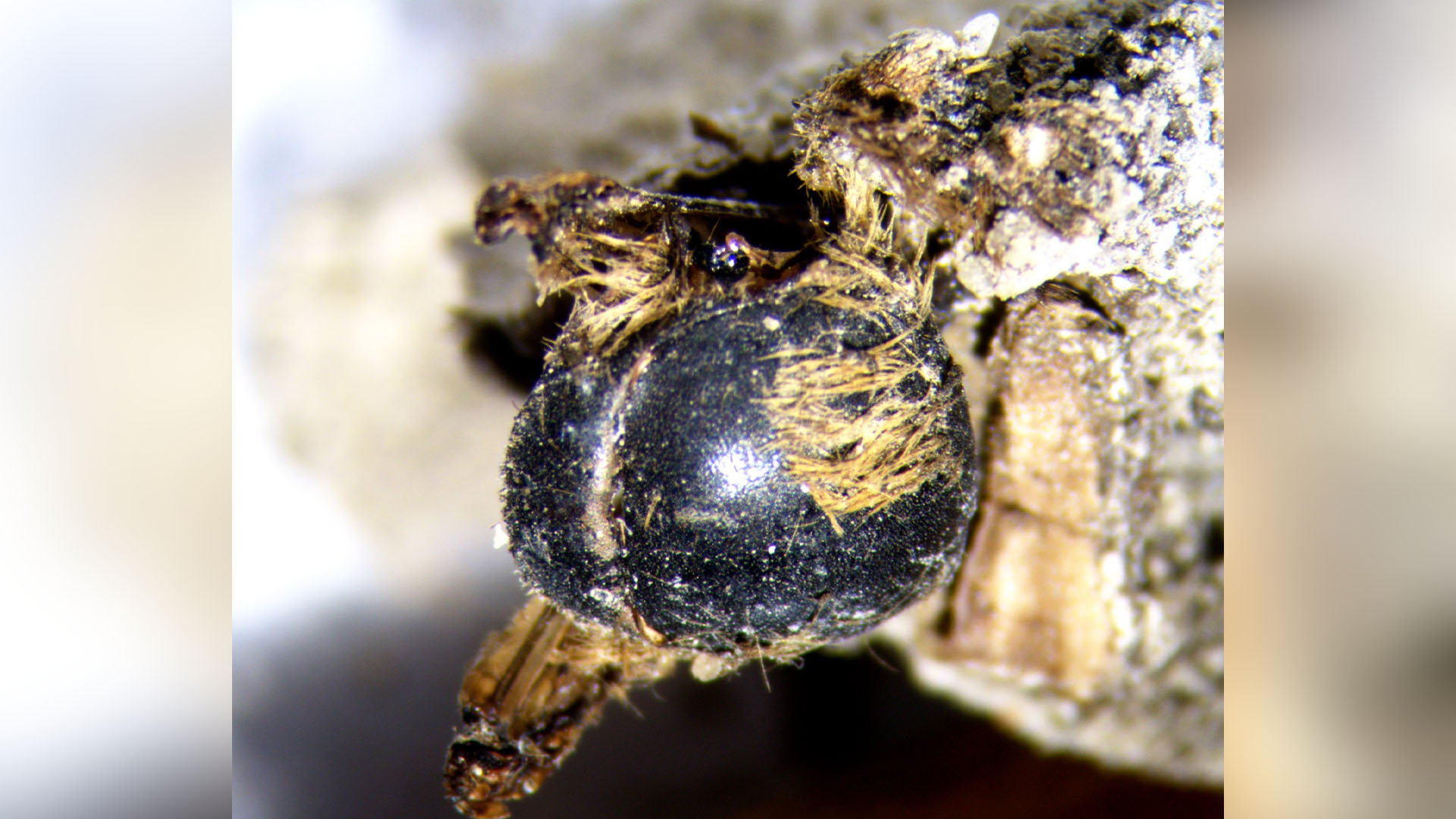 Gambar diambil di bawah lensa binokular, sesuai dengan detail spesimen dorsum.  Spesimen ini diekstraksi dari sedimen yang mengisi kepompong.