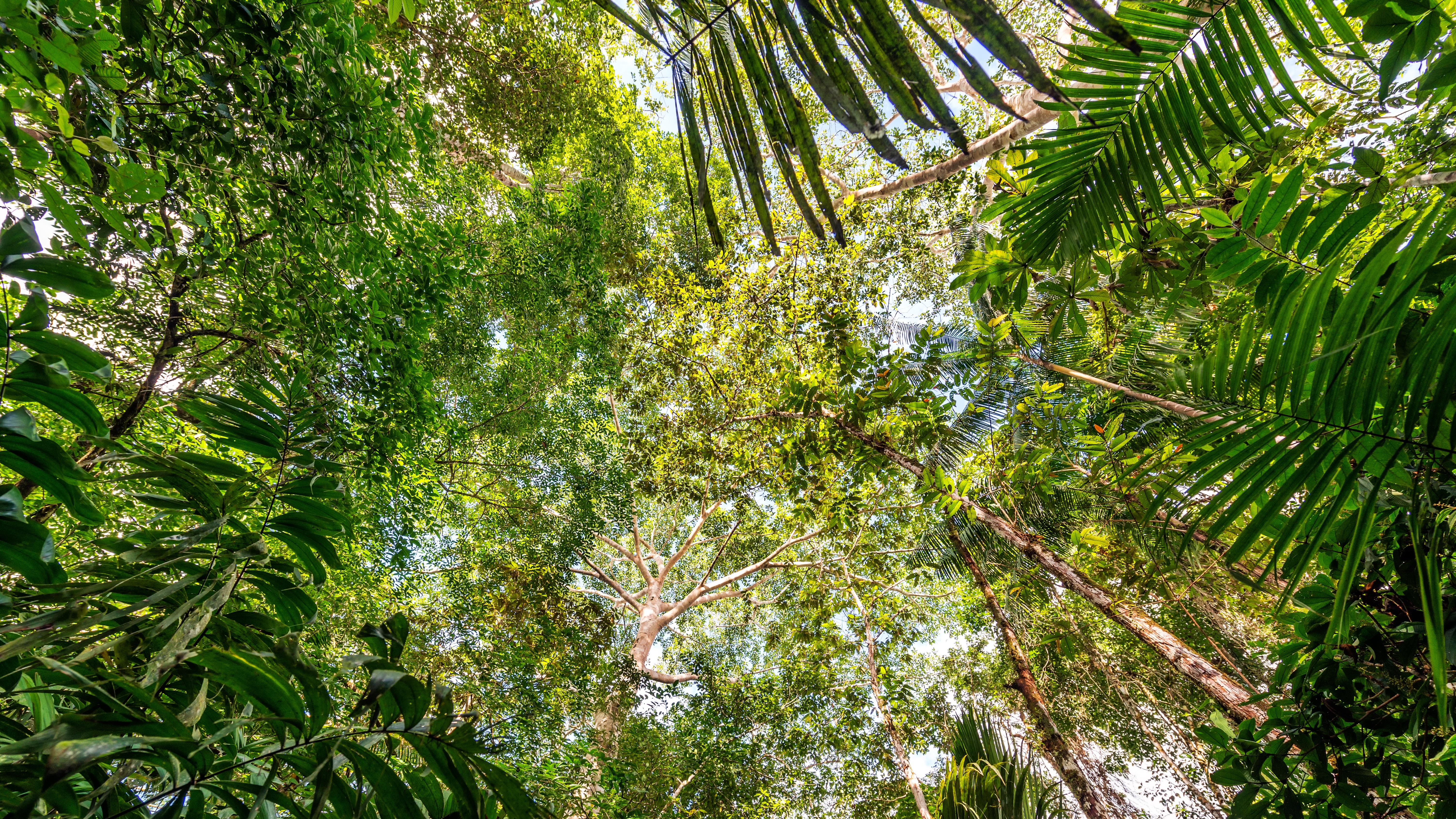 Pemandangan kanopi hutan hujan dekat Iquitos, Peru.