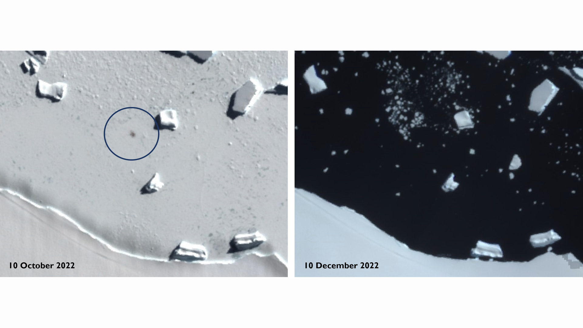 Gambar satelit mengungkapkan tingkat kehilangan es laut di daerah Antartika tempat penguin kaisar berkembang biak.