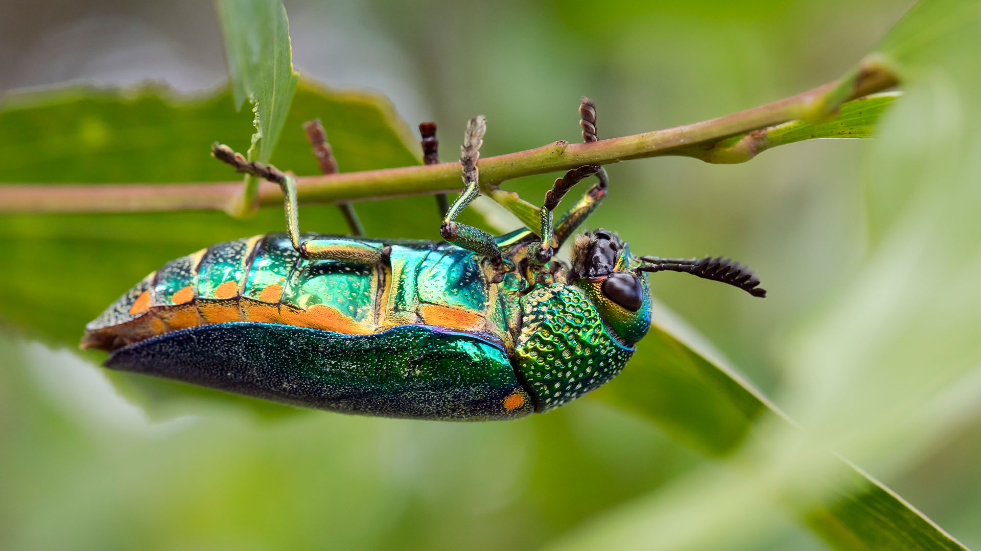 Kumbang permata di Thailand.